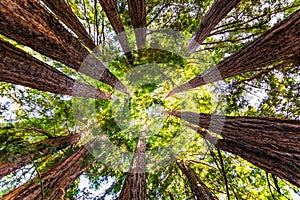 Looking up in a Coastal Redwood forest Sequoia Sempervirens, converging tree trunks surrounded by evergreen foliage, Purisima