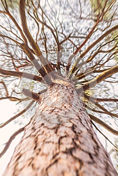 Looking up cracked bark tall pine tree with brunches