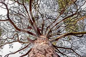 Looking up cracked bark tall pine tree with brunches blur