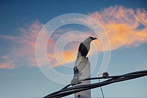 Crow perching on electric cable pole