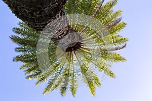 Looking up into the crown of a Hawaiian palm tree