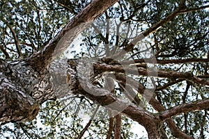 Looking up at crown of a pinetree