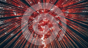 Looking Up Through a Dense Canopy of Red Bamboo Forest with Sunlight Filtering Through image