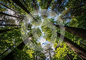 Looking up through a dense forest canopy, tall trees tower towards