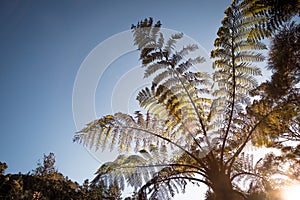 Looking up at fern trees in native bush