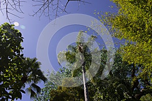 Looking up at florida palm trees