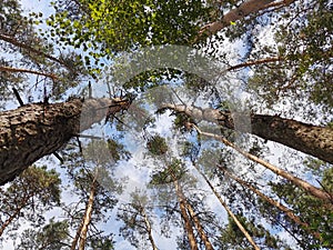 Looking up through a forest trees at a blue sky