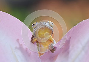 Looking up frog behind leaf