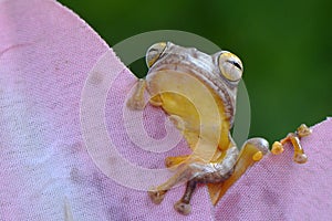 Looking up frog behind leaf