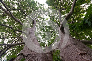 Looking up a giant baobab tree