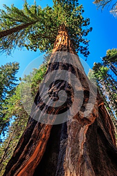 Looking Up at the Giant Sequoia, Yosemite National Park, California