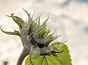 Looking up at a giant sunflower before bloom