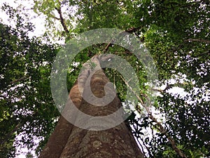 Looking up at Giant trees in forest nature