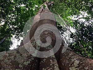Looking up at Giant trees in forest nature