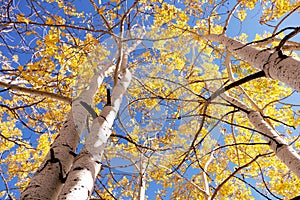 Looking up at golden aspens in the fall.