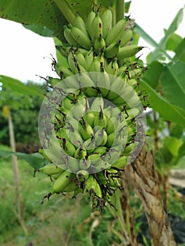 Looking up at the cluster of unripe latundan banana photo