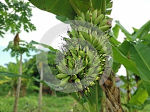 Looking up at the cluster of unripe latundan banana photo