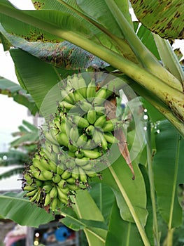 Looking up at the cluster of unripe latundan banana photo