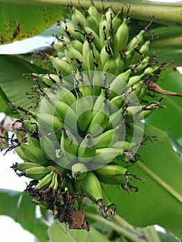 Looking up at the cluster of unripe latundan banana photo