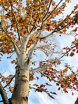 Looking up from the ground to the top of a tree with falling leaves