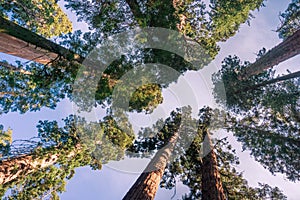 Looking up in a grove of Sequoia trees, Calaveras Big Trees State Park, California