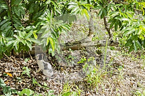 Looking Up Looking In