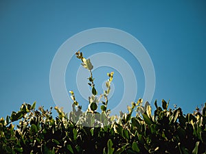 Looking up at a hedge with new growth sticking up into the sky photo