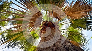 Looking up on the high palm tree top and bright sun