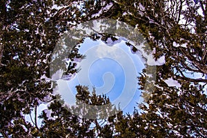 Looking up through a hole in cedar tree branches at a blue sky