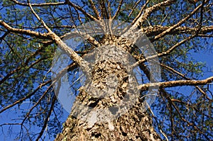 Looking up a huge evergreen pine tree in the Crex Meadows Wildlife Area - focus and detail on the bark - looking up the tree to th
