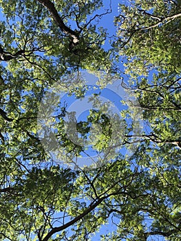 Looking up through the jacarandas