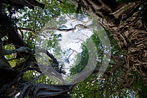 Looking up a large Banyan Tree in Tonga