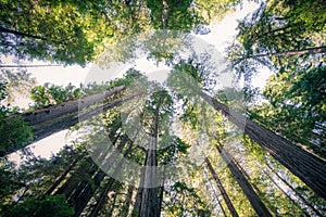 Looking up at large California Trees, Muir Woods