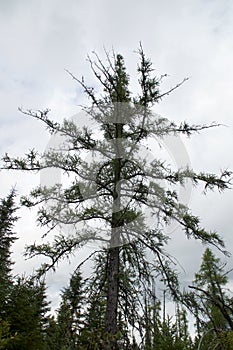 Looking up at large larch or tamarack tree in boreal forest