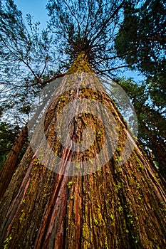 Looking up at large pine tree trunk with sunlight