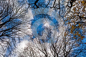 Looking up at the leafless tree tops in autumn