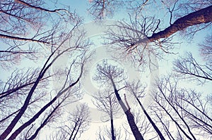 Looking up at leafless trees, color toned nature abstract background