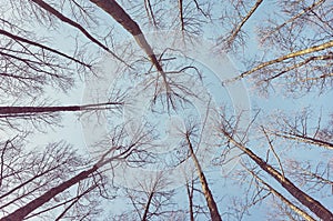 Looking up at leafless trees, color toned nature abstract background