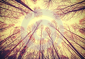 Looking up through leafless trees.