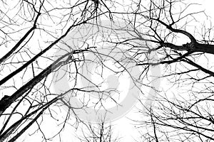 Looking up through a leafless trees silhouettes