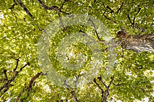 Looking up into the leafy green tree canopy