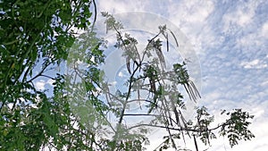 Looking up the leafy Moringa tree against the sky