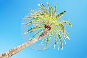 Looking up at leaning palm tree against blue sky, view from below, tropical travel concept