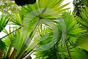 Looking up of leaves saw palmetto.