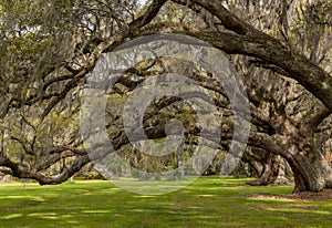 Looking Up Into Live Oak Canopy