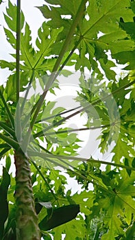 Looking Up at the Lush Green Leaves of a Papaya Tree