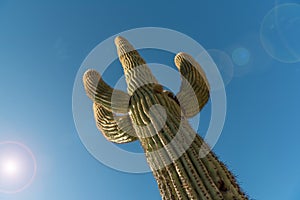 Upward view of Saguaro cactus with sun flare
