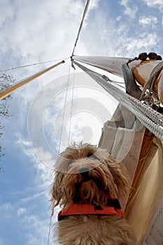 Looking up at the mast of a wooden yacht and a cute cockapoo in a lifejacket