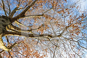 Looking up at the might oak tree befire sunset