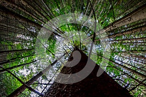 Looking up at the mighty fir